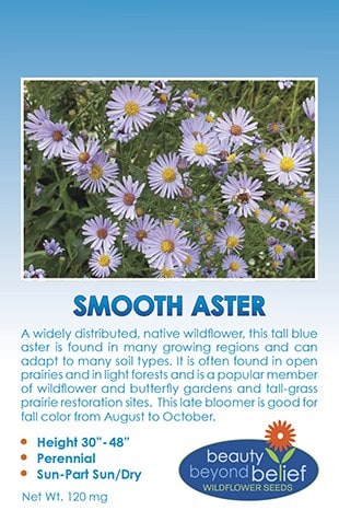 Smooth Aster