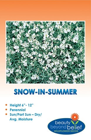 Snow-in-Summer