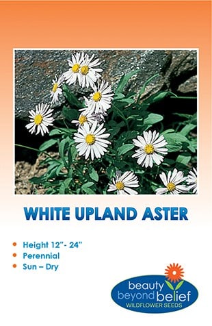 White Upland Aster