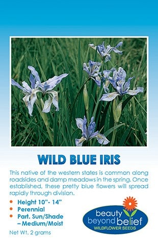 Wild Blue Iris