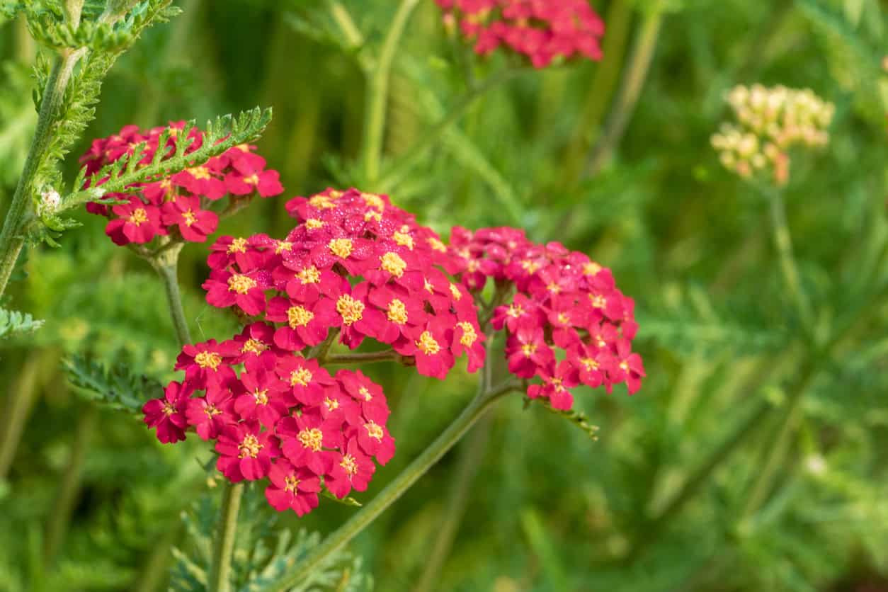 A photo of the blossom of a red yarrow plant