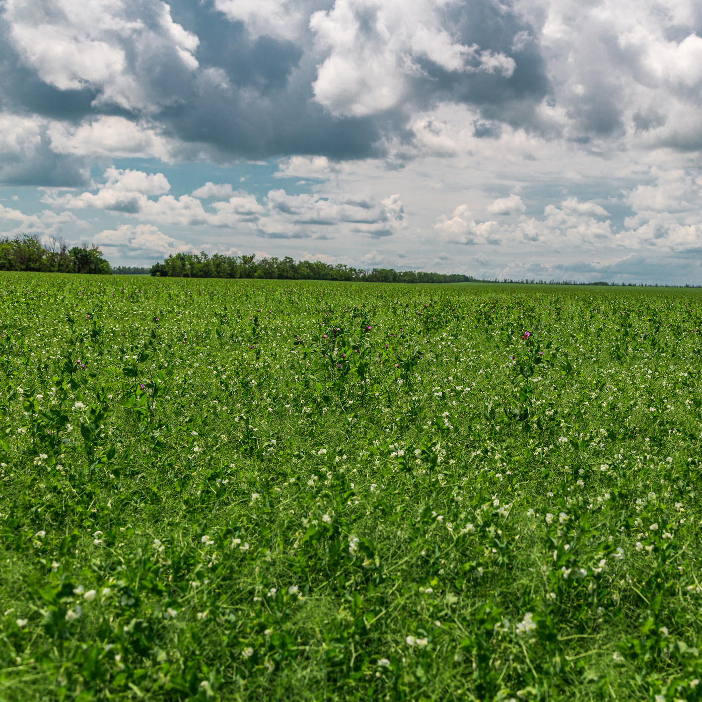 A field of Field Peas growing.