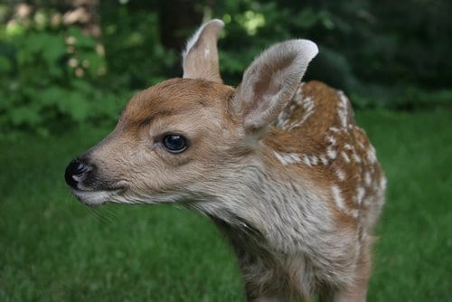 Dharma Baby deer named Dharma.