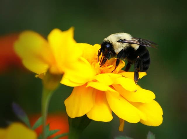 Bumblebee on yellow flower.