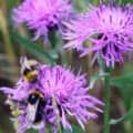 Purple flowers with visiting bumblebees.