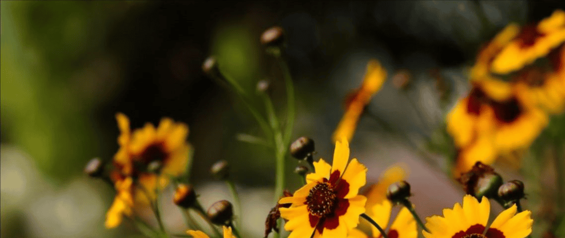 Coreopsis background