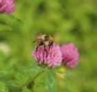 Pink bloom of clover with bumblebee.