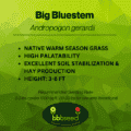 Big Bluestem label