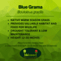 Blue grama label