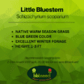 Little bluestem tag
