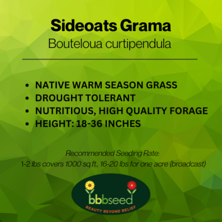 sideoats grama label