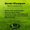 slender wheatgrass label