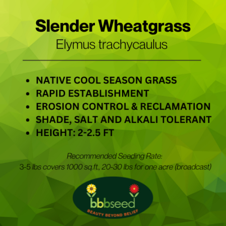 slender wheatgrass label