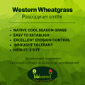 Western wheatgrass label