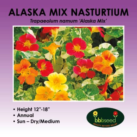 image of Alaska mix nasturtium