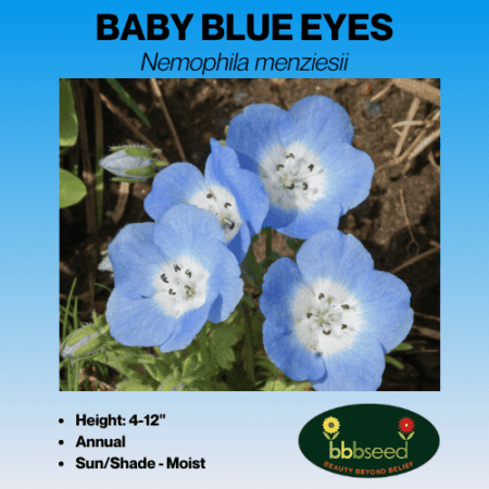 Image of baby blue eyes label