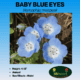 Image of baby blue eyes label