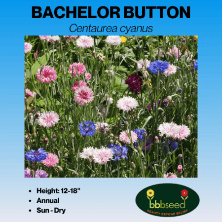 bachelor button