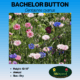 bachelor button