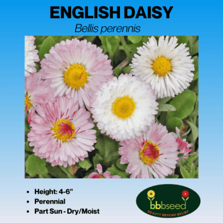 english daisy