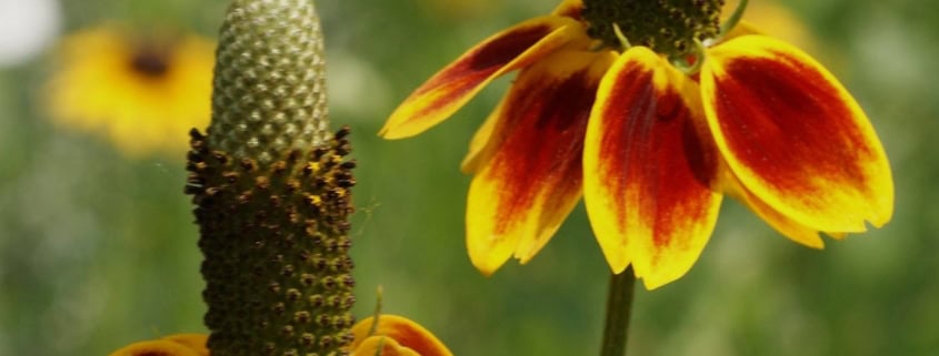 Photo of Mexican Hat blooms.