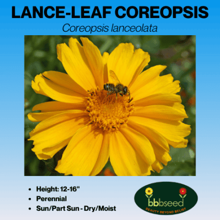 lance-leaf coreopsis