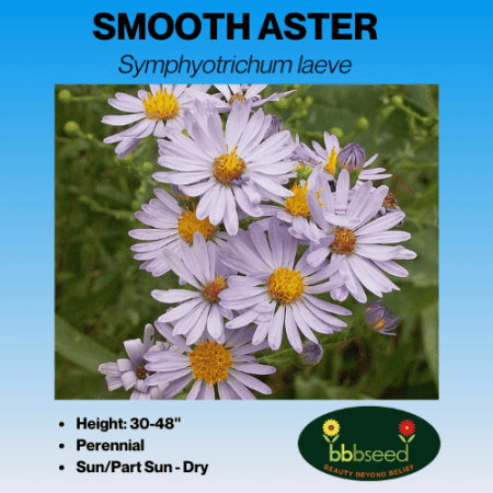 Image of smooth aster label