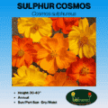 Image of sulphur cosmos label