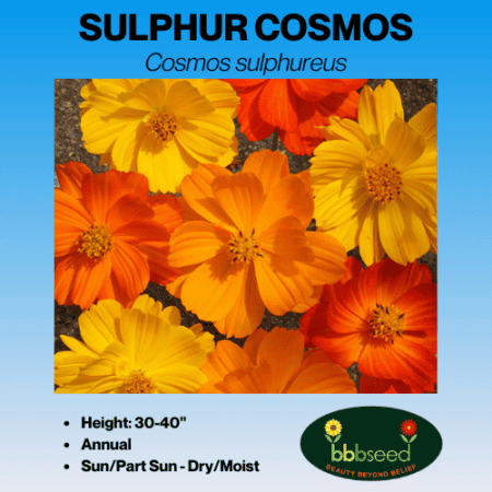 Image of sulphur cosmos label