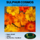 Image of sulphur cosmos label