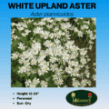 WHITE UPLAND ASTER WIDFLOWER SEED