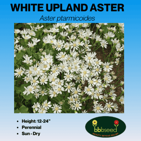 WHITE UPLAND ASTER WIDFLOWER SEED