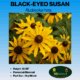 Black eyed susan