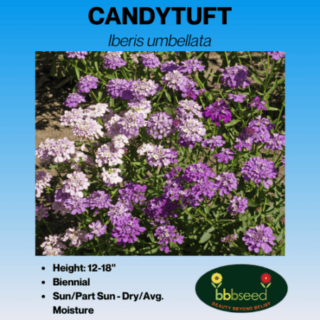 candytuft