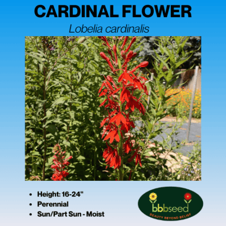 cardinal flower