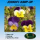 johnny jump up