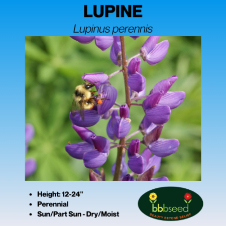 Image of perennial lupine tag