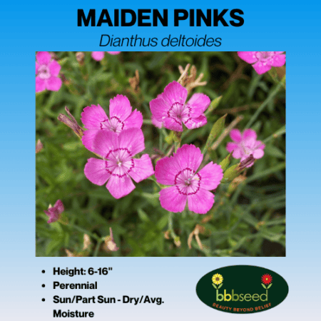 maiden pinks