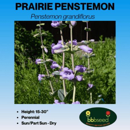 prairie penstemon