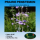 prairie penstemon