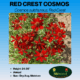 Image of red crest cosmos label