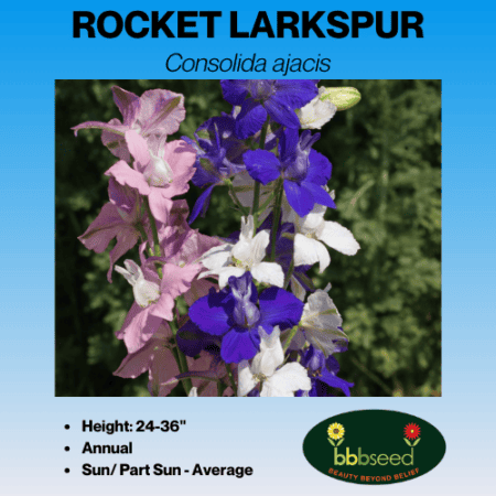 Rocket larkspur