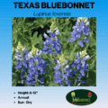Image of Texas bluebonnet tag