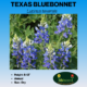 Image of Texas bluebonnet tag