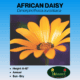 Image of African daisy label