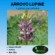 Arroyo Lupine