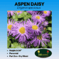 Image of aspen daisy label