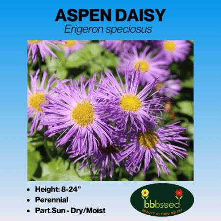 Image of aspen daisy label