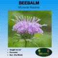 Image of beebalm label