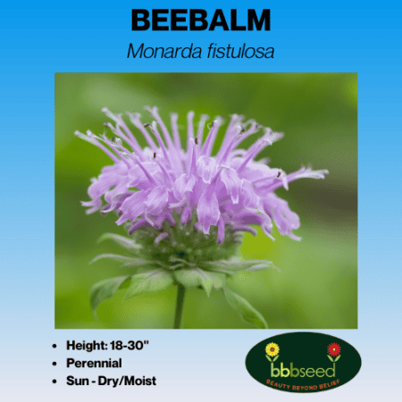 Image of beebalm label